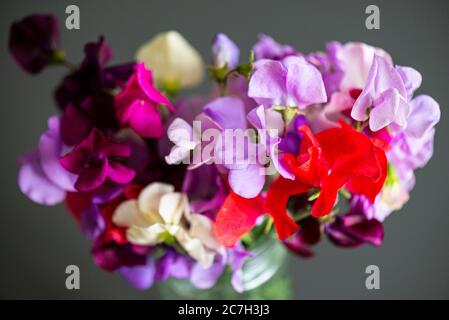 Spencer Wellenform Süße Erbsenblüten (Lathyrus odoratus) in einem Glas vermischen Stockfoto