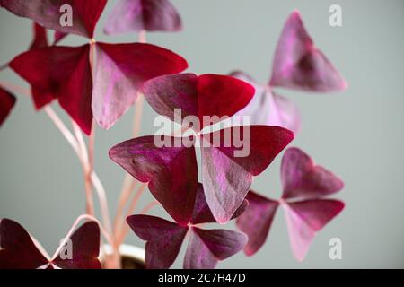 Ein Purpleaf Falschschschschamrock (Oxalis triangularis), der drinnen angebaut wird Stockfoto