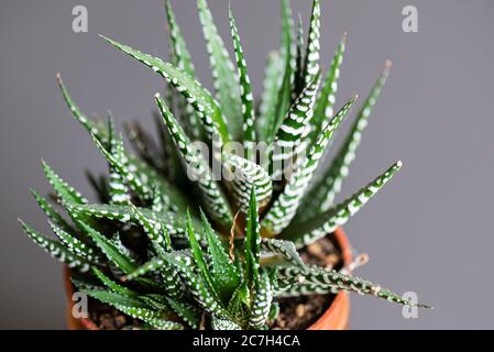 Eine Haworthia 'Big Band' Hausanlage Stockfoto