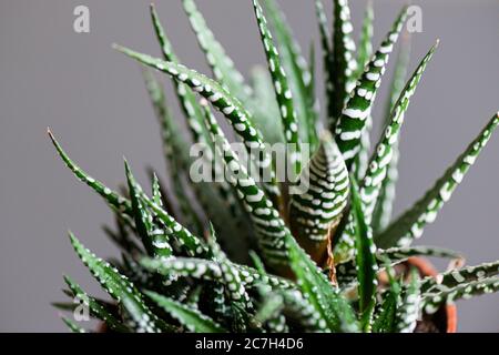 Eine Haworthia 'Big Band' Hausanlage Stockfoto