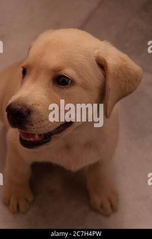 LABRADOR RETRIEVER WELPEN AUF DER SUCHE NACH DEM BEHANDELN Stockfoto