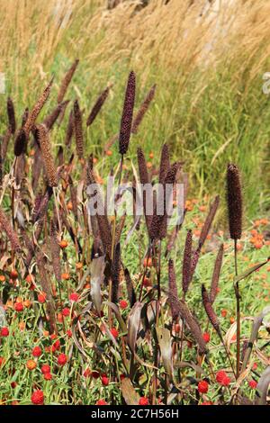 Purple Majesty Zierhirse und rote Erdbeerblumen wachsen auf einem Feld in Illinois, USA Stockfoto