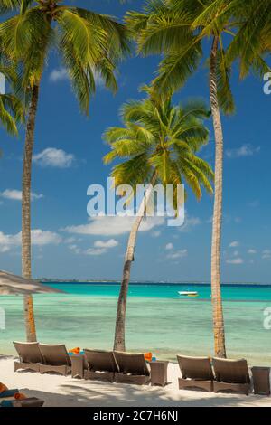 Malediven, Süd Male Atoll, Shangri-La's Villingili Resort & Spa, Strandliegen, Palmenstrand, Meer, Detail, Stockfoto
