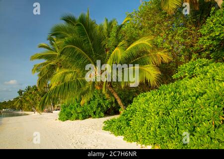 Malediven, Süd Male Atoll, Shangri-La's Villingili Resort & Spa, Palmenstrand, Meer, Detail, Stockfoto