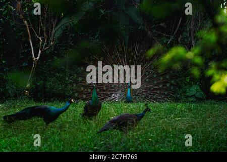 Feld mit Peafowls auf sie von Bäumen und Gras umgeben Unter Sonnenlicht Stockfoto