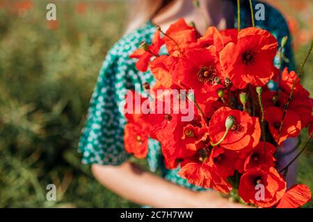 Bouquet von roten Mohnblumen Blumen. Frau, die im blühenden Sommerfeld geht. Sommer Natur. Nahaufnahme Stockfoto