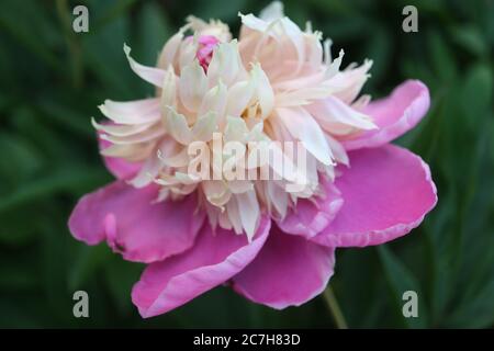 Rosa-weiße Pfingstrose mit zarten Blütenblättern und grünen Blättern im Garten, rosa-weiße Pfingstrose mit zarten Blütenblättern Makro, Blumenblüte, Blumenfoto, Makro Stockfoto