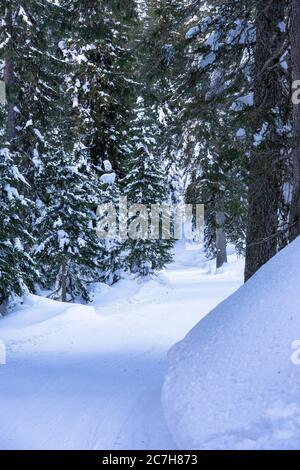 Europa, Österreich, Vorarlberg, Montafon, Rätikon, Gauertal, verschneite Waldwege im Gauertal Stockfoto