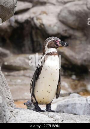 Detaillierte Vorderansicht Nahaufnahme eines Humboldt-Pinguins (Spheniscus humboldti), der im Freigehege im West Midlands Safari Park, Großbritannien, steht. Stockfoto