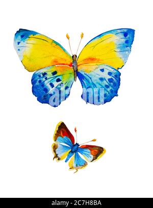 Aquarell-Illustration von zwei blauen Schmetterlingen isoliert auf weißem Hintergrund Stockfoto