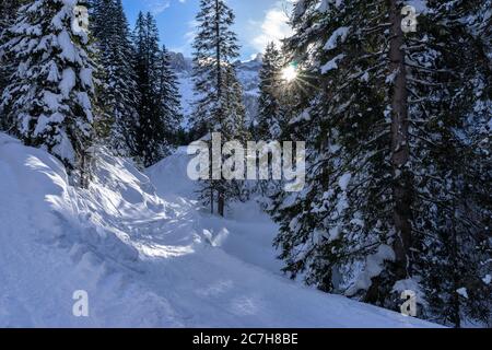 Europa, Österreich, Vorarlberg, Montafon, Rätikon, Gauertal, idyllische Winterlandschaft im schneebedeckten Bergwald Stockfoto