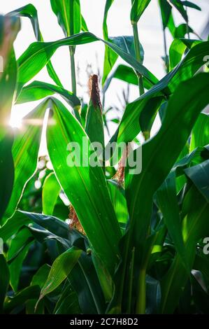 Grüner Mais wächst in meinem Komfort Hof spät am Nachmittag mit warmem Sonnenlicht. Stockfoto