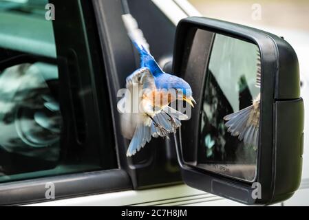 Ostbluebird (Sialia sialis) begeistert mit einer eigenen Spiegelung im Seitenspiegel eines Pickup-Trucks. (USA) Stockfoto