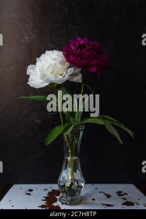 Weiße und rosa Pfingstrosen Blumen in einer Vase vor dunklem Hintergrund. Stockfoto