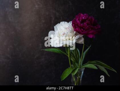 Weiße und rosa Pfingstrosen Blumen in einer Vase vor dunklem Hintergrund. Stockfoto