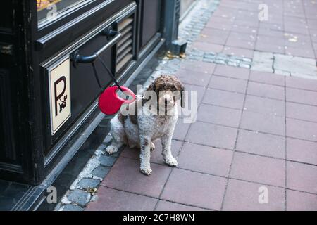 Hund wartet vor dem Parkplatz für Haustiere Stockfoto