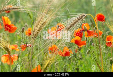 Nahaufnahme von roten Mohnblumen, die in einem Feld unter Bartgerste in der Nähe von Thirsk, North Yorkshire, Großbritannien, blühen Stockfoto