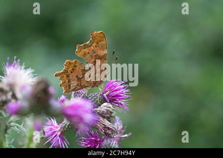 Komma (Polygonum c-Album) Stockfoto