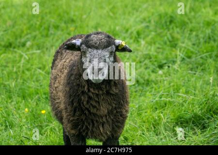 Herdwick Lamb, der in der Hitze eines Sommertages liegt, schaut direkt auf die Kamera Stockfoto