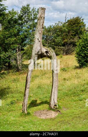 Baumstumpf auf Arnside Knott, Arnside, Cumbria Stockfoto