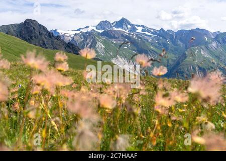 Europa, Österreich, Tirol, Osttirol, Kals am Großglockner, Blick von der Kalser Höhe über eine Blumenwiese auf den Großglockner Stockfoto