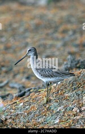 Kurz-billed Dowitcher (Limnodromus früh) Stockfoto