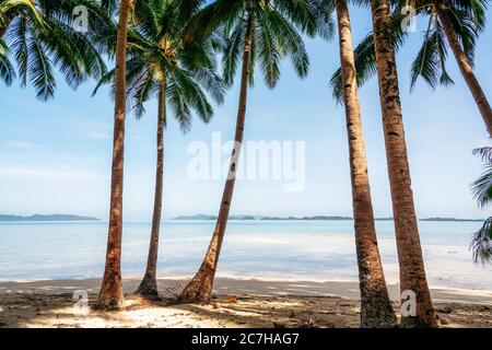 Dschungel mit Palmen auf Coconut Beach in Port Barton, Palawan, Philippinen Stockfoto