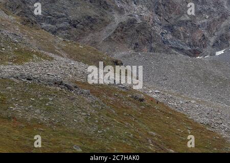 Europa, Österreich, Tirol, Ötztal Alpen, Pitztal, Piösmes, Rüsselsheimer Hütte, Bergsteiger auf dem Geigenkamm Stockfoto