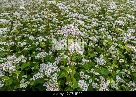 Feld mit Buchweizen (Fagopyrum esculentum / Polygonum fagopyrum) in Blüte im Sommer Stockfoto