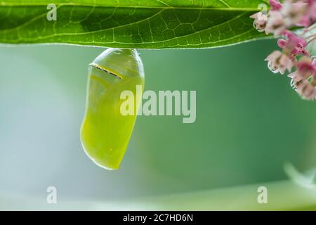 Monarch Butterfly Chrysalis Macro, Danaus plexippuson, neu auf Sumpfmilchkraut gebildet, Incarnata Stockfoto