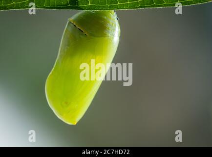 Monarch Butterfly Chrysalis Macro, Danaus plexippuson, neu auf Sumpfmilchkraut gebildet, Incarnata Stockfoto