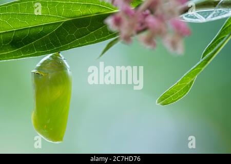 Monarch Butterfly Chrysalis Macro, Danaus plexippuson, neu auf Sumpfmilchkraut gebildet, Incarnata Stockfoto