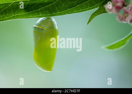 Monarch Butterfly Chrysalis Macro, Danaus plexippuson, neu auf Sumpfmilchkraut gebildet, Incarnata Stockfoto