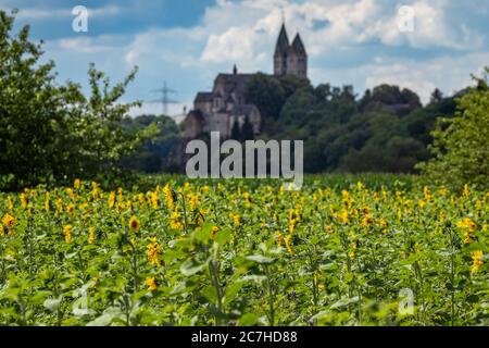 Sonnenblumenfeld mit Blick auf die Kirche St. Lubentius in Dorf Dietkirchen, Teil der Stadt Limburg an der Lahn, Hessen, Deutschland, Europa Stockfoto