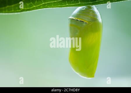 Monarch Butterfly Chrysalis Macro, Danaus plexippuson, neu auf Sumpfmilchkraut gebildet, Incarnata Stockfoto