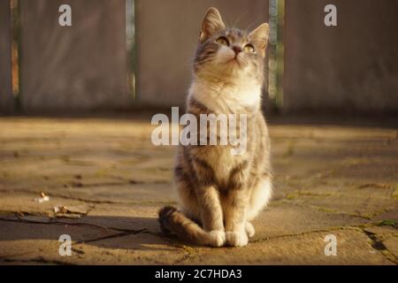 Schöne Asche Kitty Ruhe im Freien an einem sonnigen Tag. Schaut zum Himmel Stockfoto