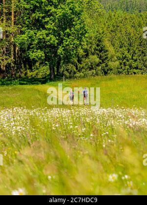 Wandern auf dem Zährersteig, Blumenwiese Pfauß Stockfoto