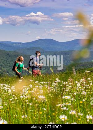 Wandern auf dem Zährersteig, Blumenwiese Pfauß Stockfoto