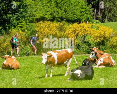 Wandern auf dem Zährersteig, Alm auf dem Flachenberg Stockfoto