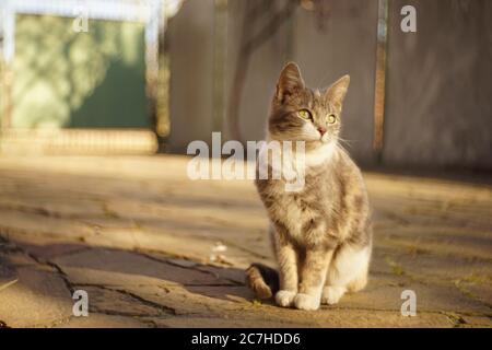 Schöne Asche Kitty Ruhe im Freien an einem sonnigen Tag Stockfoto