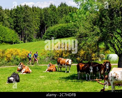 Wandern auf dem Zährersteig, Alm auf dem Flachenberg Stockfoto