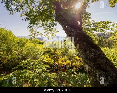 Wandern auf dem Zährersteig, Wanderweg an der Prechtaler Schanze Stockfoto