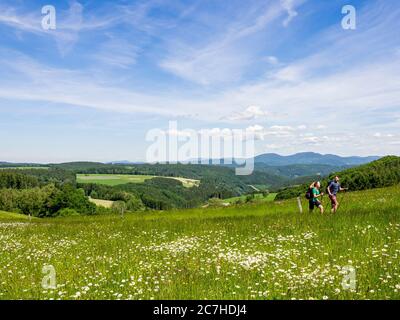 Wandern auf dem Zährersteig, Blumenwiese Pfauß Stockfoto