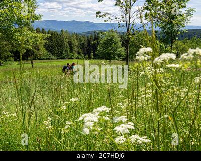 Wandern auf dem Zährersteig, Höhenhäuser Stockfoto