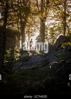 Wandern auf dem Zährersteig, schmaler Wanderweg bei der Thomashütte, Kandel Stockfoto