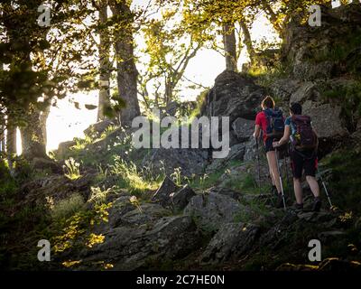 Wandern auf dem Zährersteig, schmaler Wanderweg bei der Thomashütte, Kandel Stockfoto