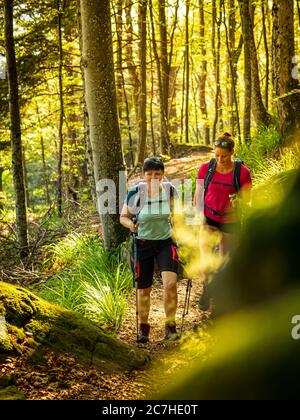 Wandern auf dem Zährersteig, schmaler Wanderweg bei der Thomashütte, Kandel Stockfoto