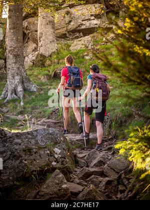 Wandern auf dem Zährersteig, schmaler Wanderweg bei der Thomashütte, Kandel Stockfoto