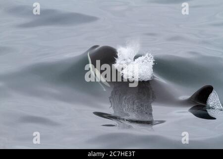 Antarktische Art-EIN Killerwal Oberfläche; klares Wasser; visibile unter der Oberfläche; laminare Strömung; stromlinienförmige Wale; Moment des Brechens der Oberfläche; exh Stockfoto