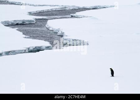 Verletzlichkeit; Leben in polaren Meeren; Kaiserpinguin steht durch große Risse im Eis; Meereis bricht auf; Eis schmilzt Stockfoto